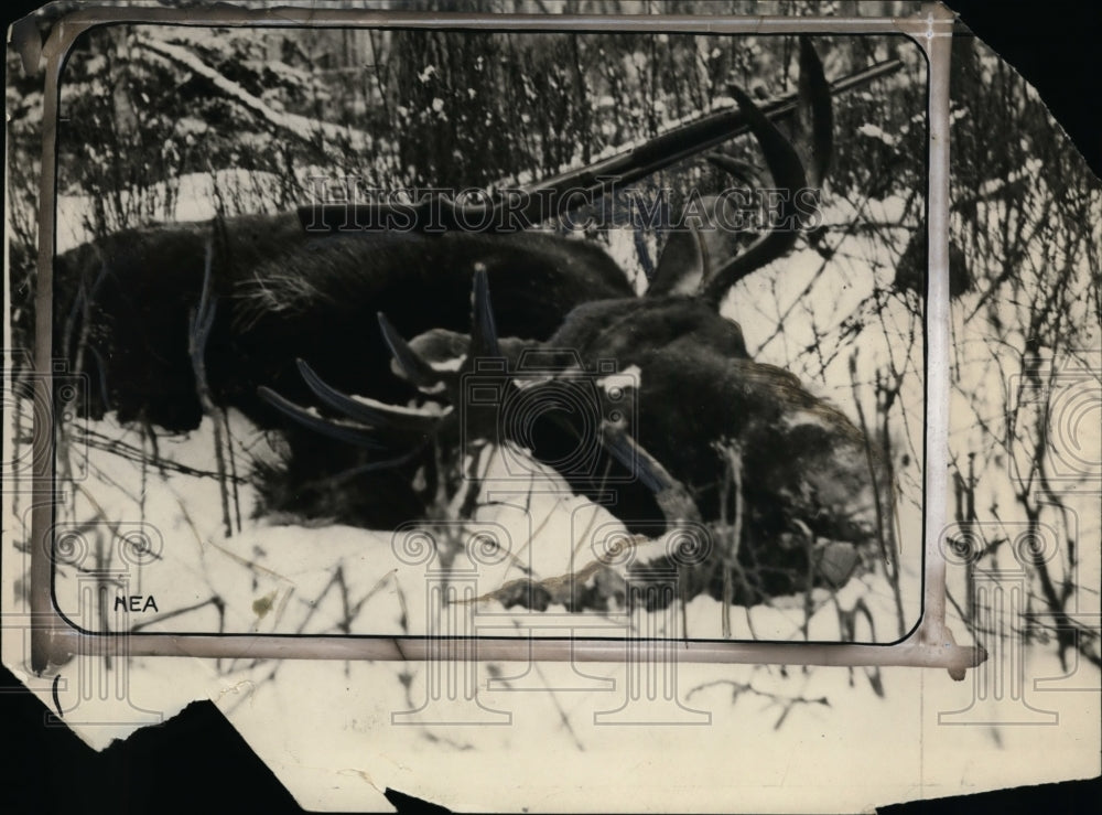 1926 Press Photo carcass of moose shot by hunter - neo00250