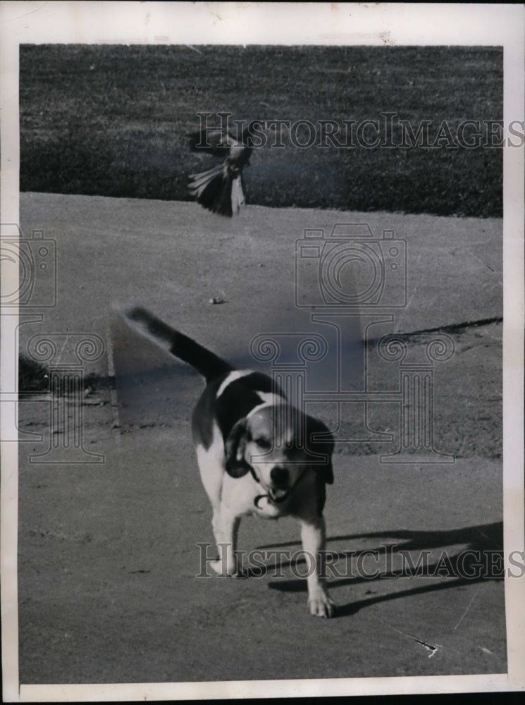 1947 Press Photo Ft Wright Kentucky mocking bird &amp; Tom Tom the beagle