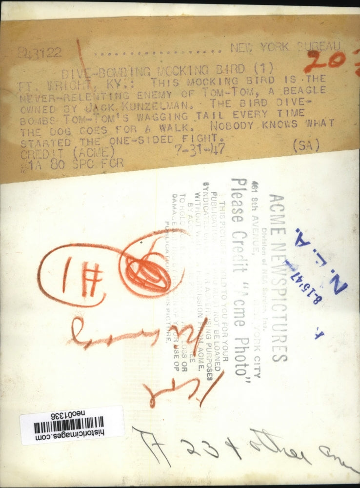 1947 Press Photo Ft Wright Kentucky mocking bird & Tom Tom the beagle