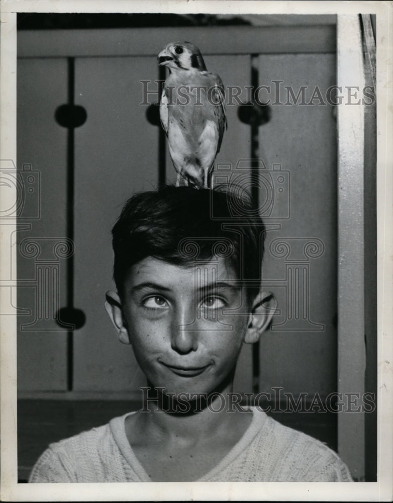 1952 Press Photo Young man with a pet bird perched on his had - neo01418