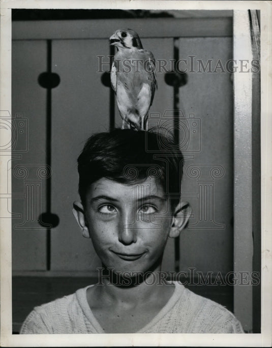 1952 Press Photo Young man with a pet bird perched on his had - neo01418