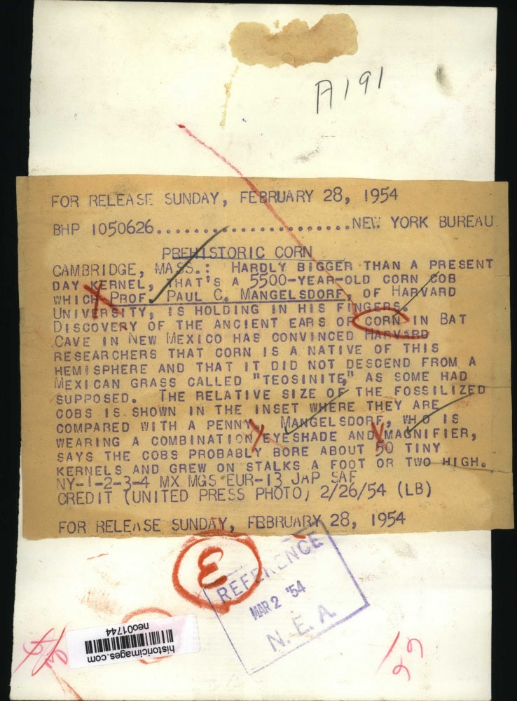 1954 Press Photo Paul C. Mangelsdorf Holding Ancient 5500-Year-Old Corn Cob