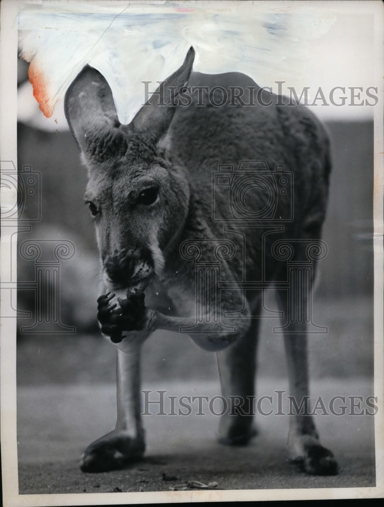 1962 Press Photo Gray Kangaroo at Regent Park Zoo, London - neo02847