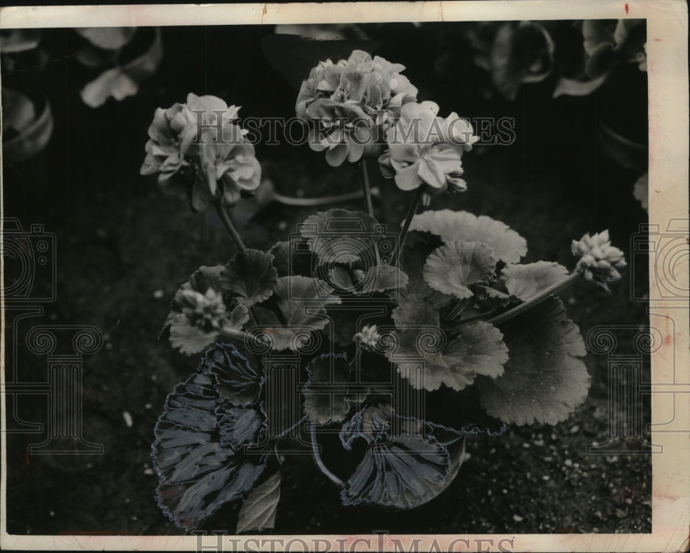 1953 Press Photo Geraniums - neo02888