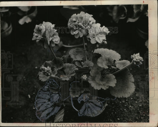 1953 Press Photo Geraniums - neo02888