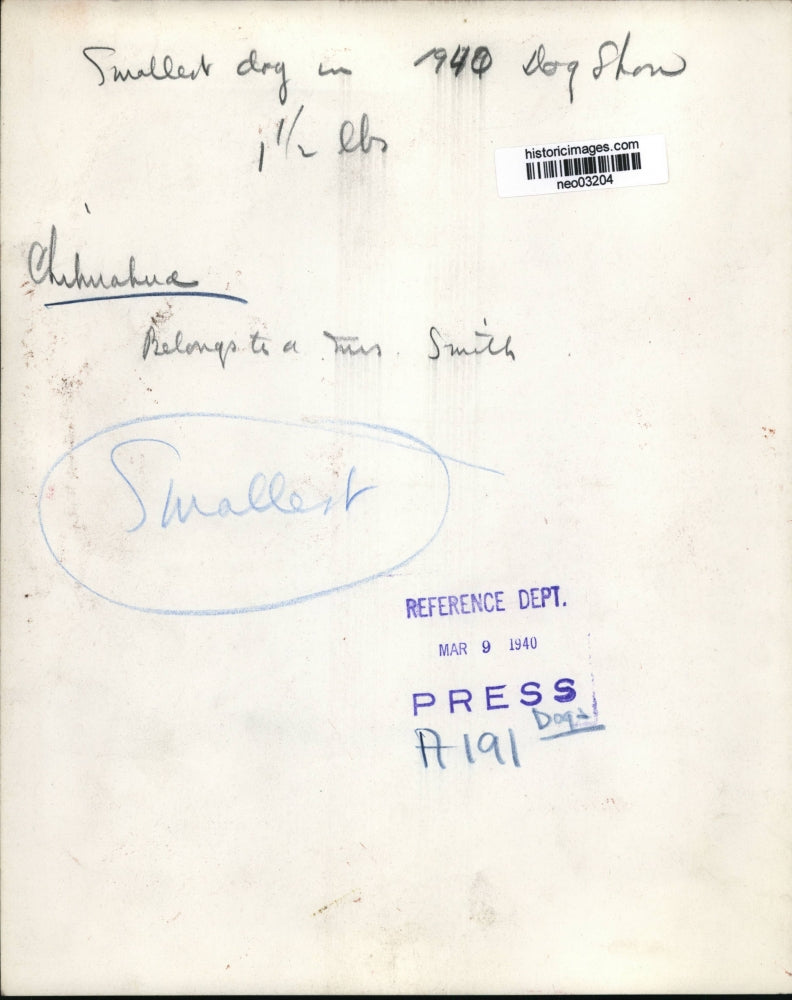 1940 Press Photo Chihuahua, Smallest Dog in Dog Show - neo03204