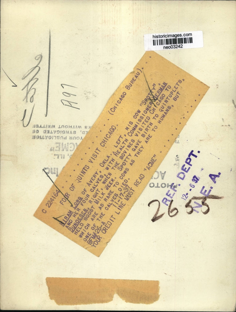 1937 Press Photo Hiram Long with Quintuplet Cows in Chicago w Herman Bundeson