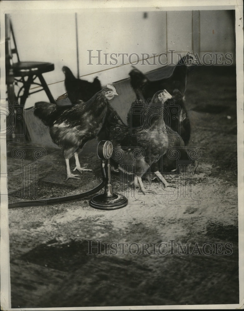 1931 Press Photo Chickens - neo03740