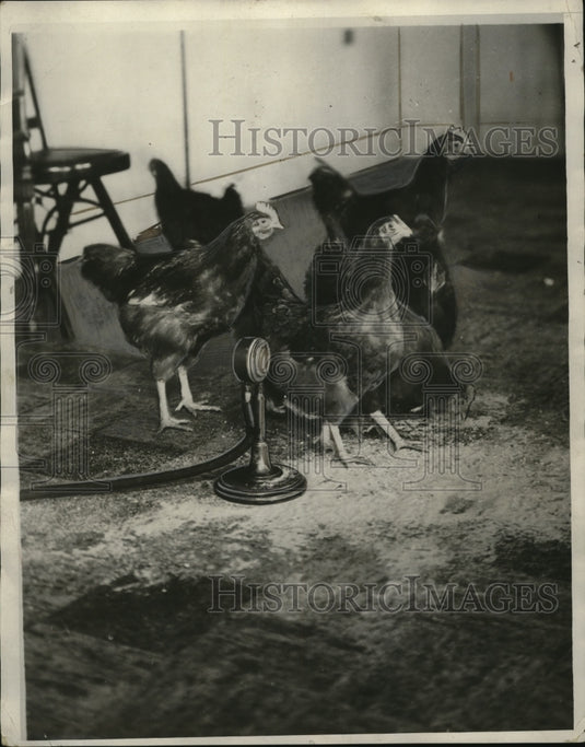 1931 Press Photo Chickens - neo03740