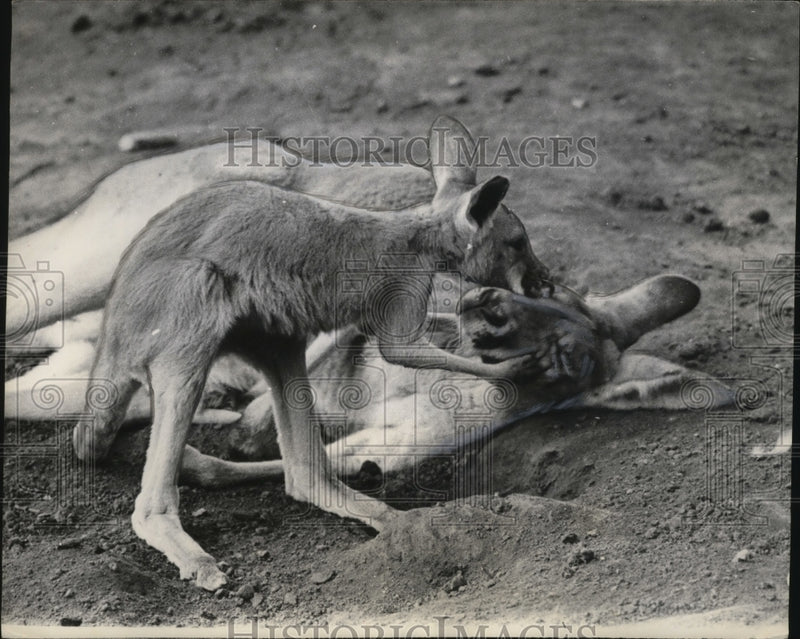 Load image into Gallery viewer, 1965 Press Photo Kangaroos in Madison, Wisconsin - neo04043
