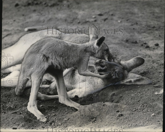 1965 Press Photo Kangaroos in Madison, Wisconsin - neo04043