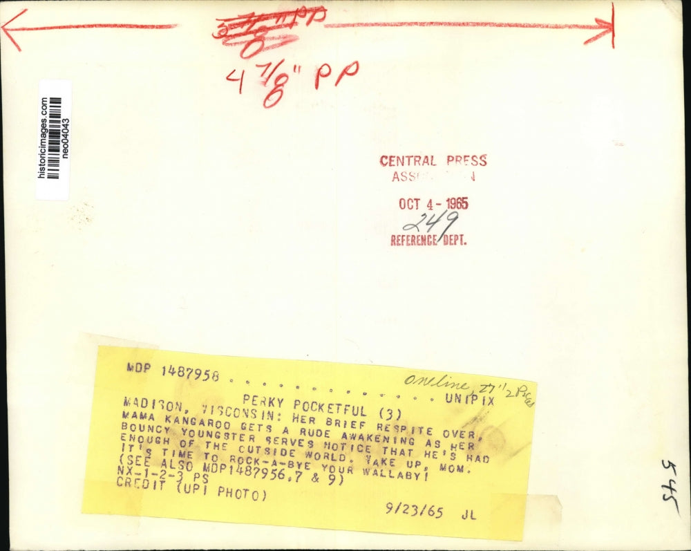 1965 Press Photo Kangaroos in Madison, Wisconsin - neo04043