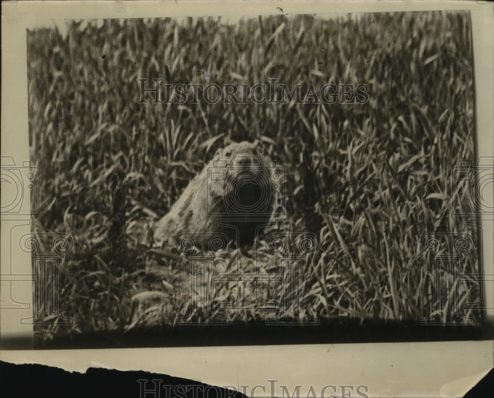 1926 Press Photo Woodchuck - neo04075
