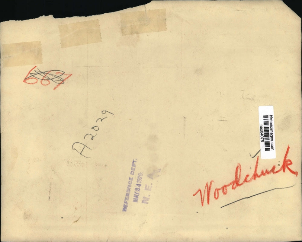 1926 Press Photo Woodchuck - neo04075