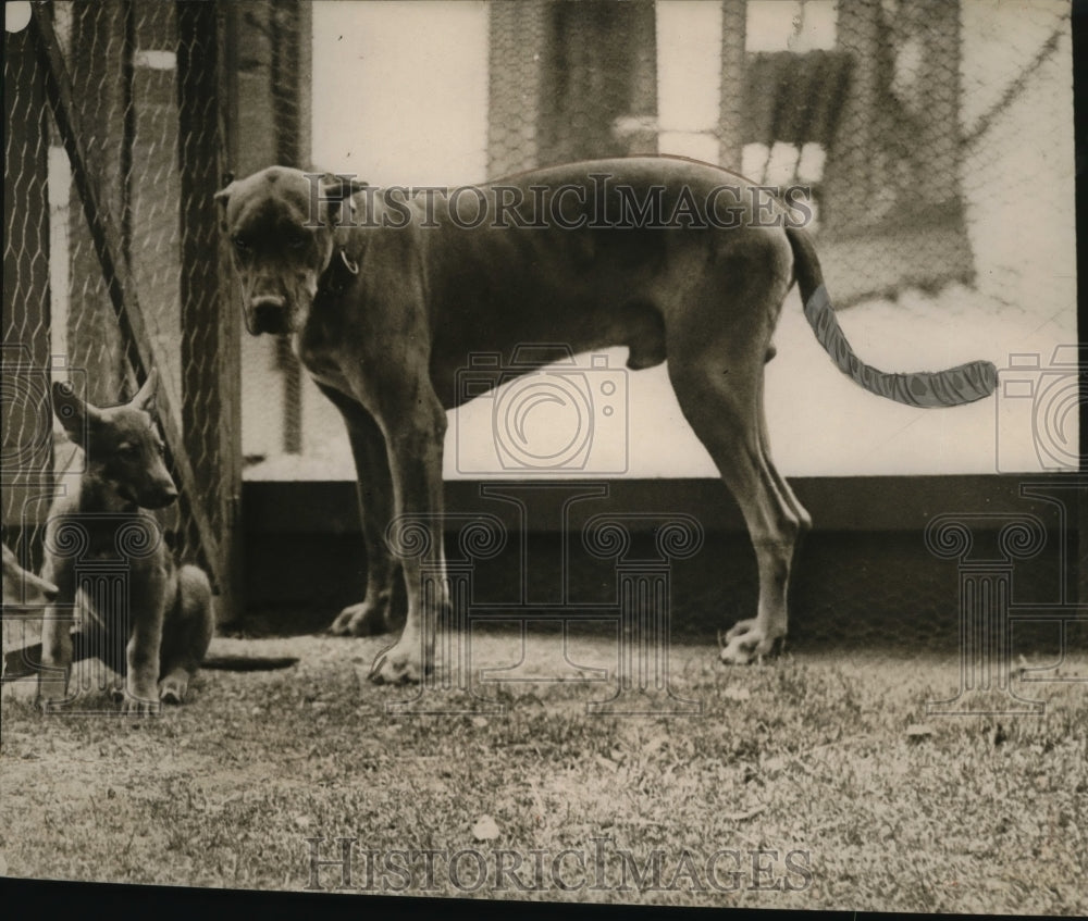 1928 Press Photo Jeff, Gov. Smith's Great Dane - neo04185