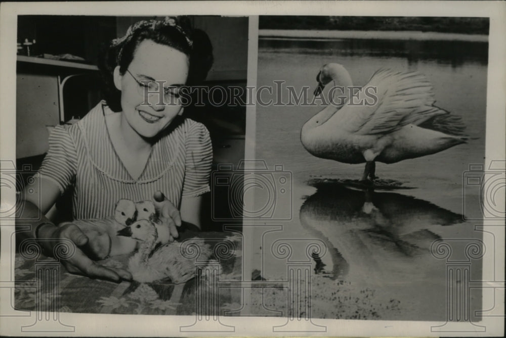 1947 Press Photo Mrs. Andrew Hatched Cyonets in Incubator - neo05371