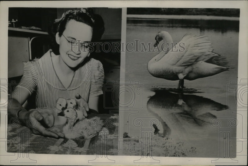Load image into Gallery viewer, 1947 Press Photo Mrs. Andrew Hatched Cyonets in Incubator - neo05371
