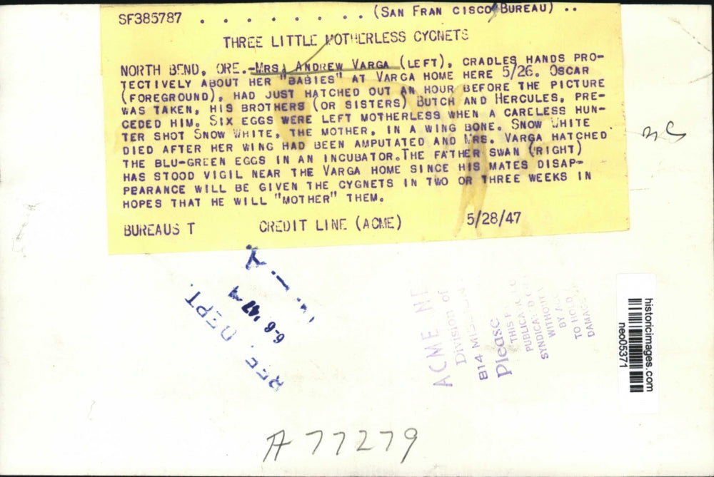 1947 Press Photo Mrs. Andrew Hatched Cyonets in Incubator - neo05371