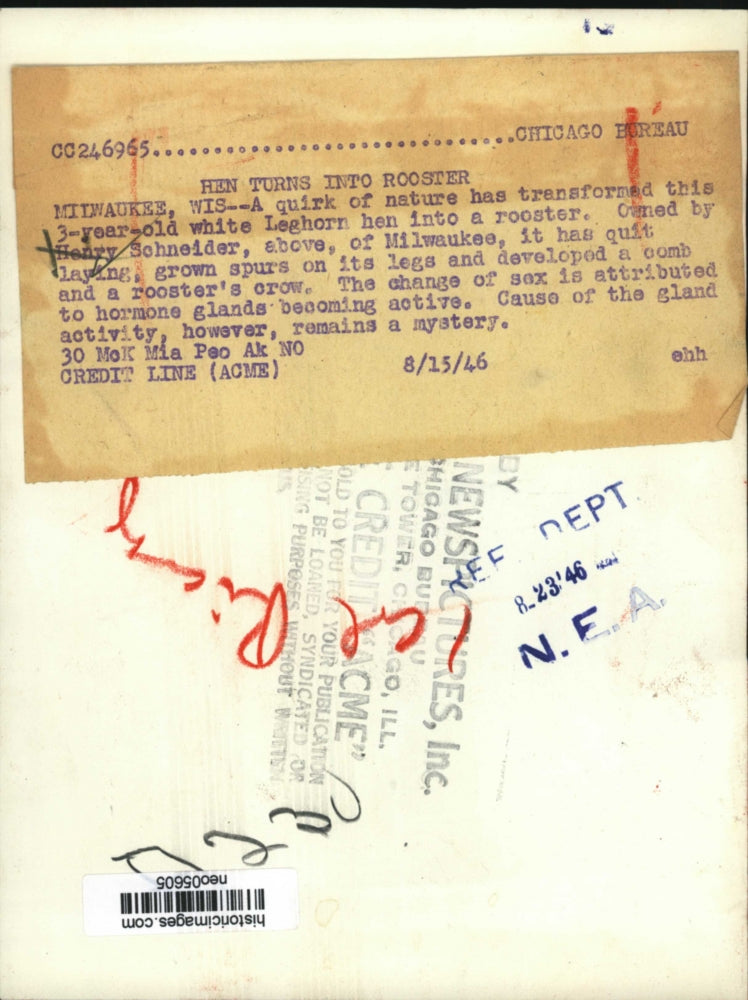 1946 Press Photo Henry Schneider with White Leghorn Hen Turned Rooster