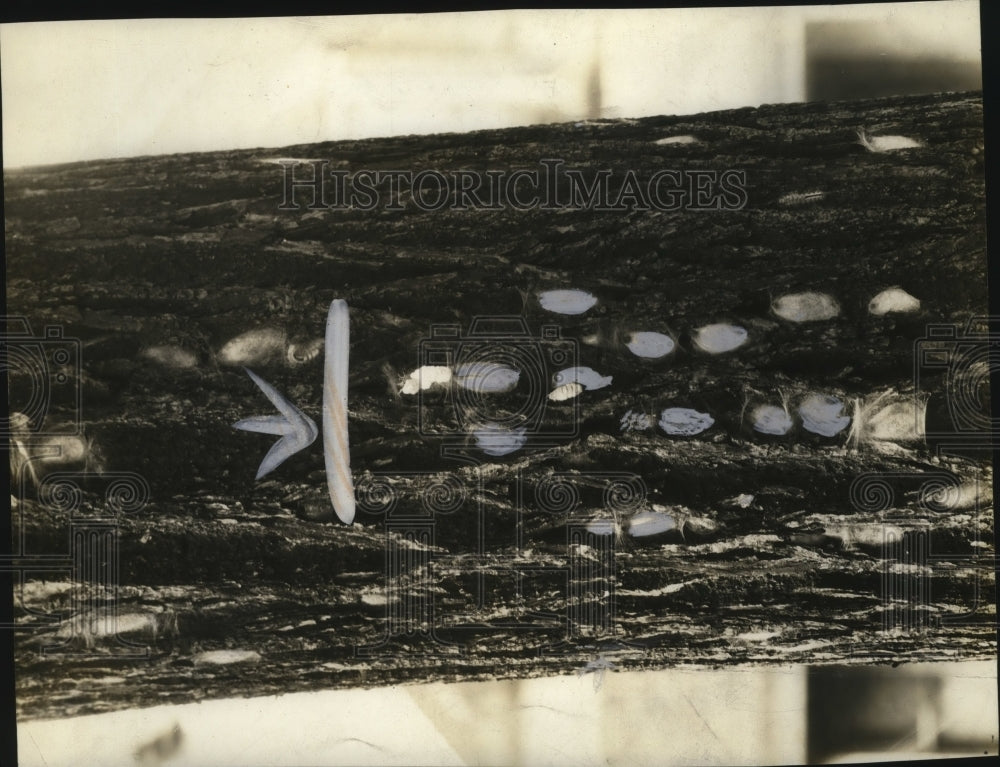 1927 Press Photo Uncaptioned - neo05956