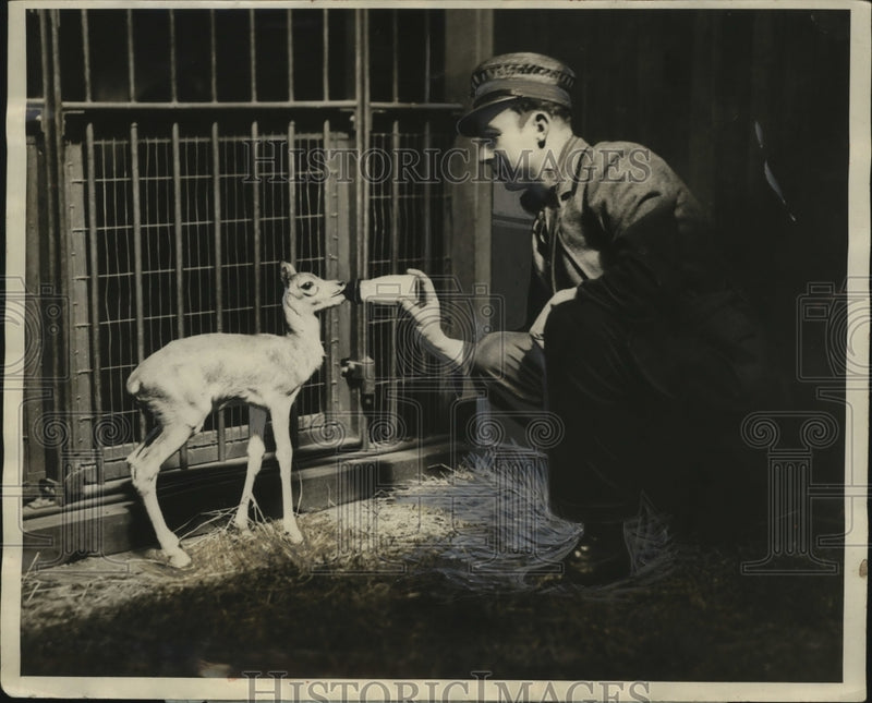 Load image into Gallery viewer, 1926 Press Photo Washington Zoo baby Antelope Paddy with Head keeper Blackburne
