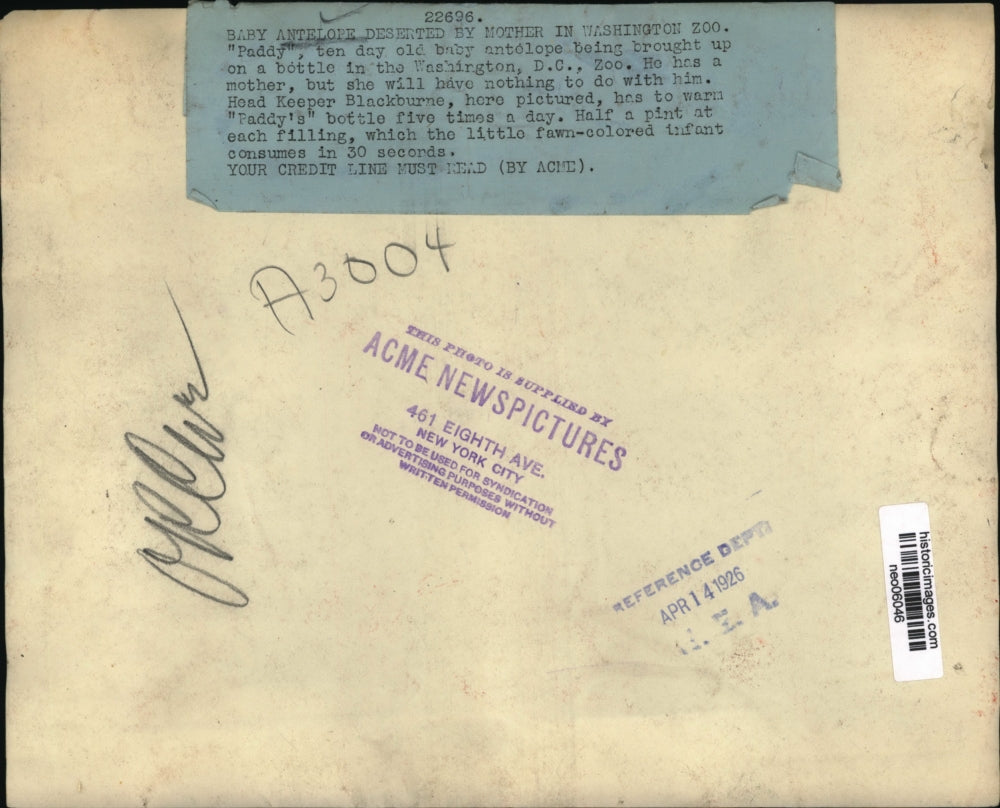 1926 Press Photo Washington Zoo baby Antelope Paddy with Head keeper Blackburne