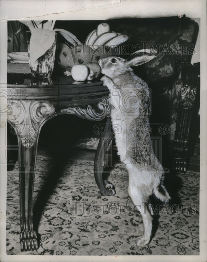 1954 Press Photo Pet Hare "Kirre" of Isidor Soderqvist Talking Food from Table
