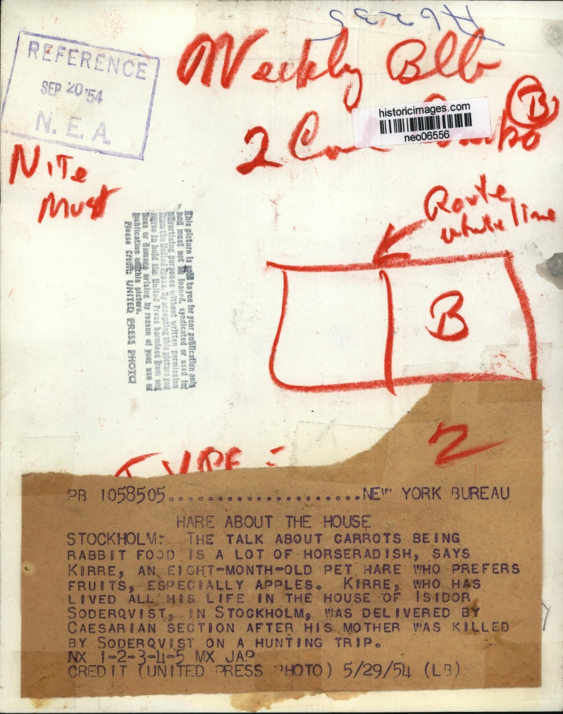 1954 Press Photo Pet Hare "Kirre" of Isidor Soderqvist Talking Food from Table