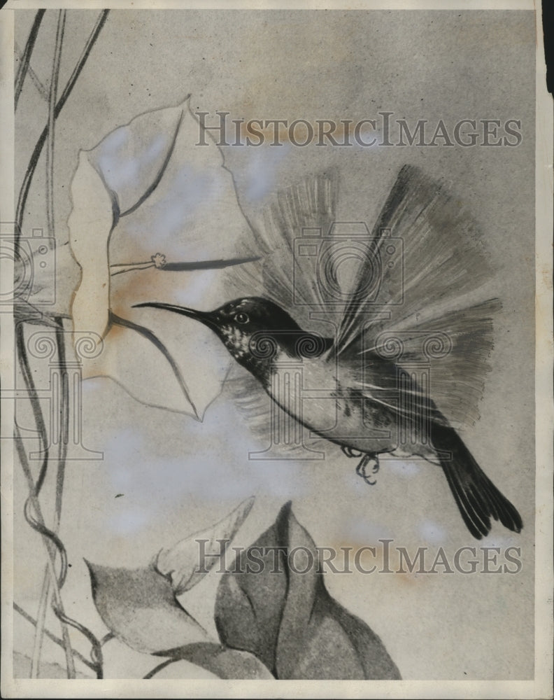 1930 Press Photo Hummingbird - neo07281