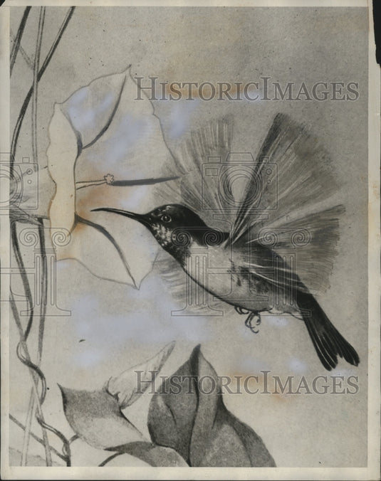 1930 Press Photo Hummingbird - neo07281