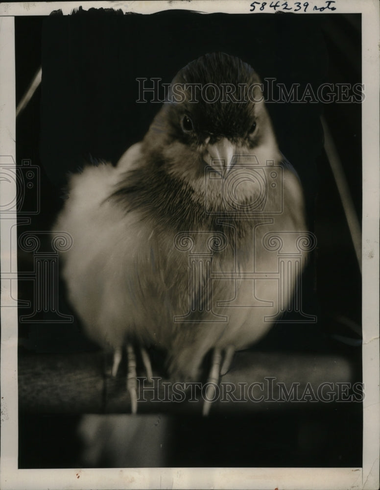 1941 Press Photo Robin &quot;Francois&quot; Bird - neo07529- Historic Images