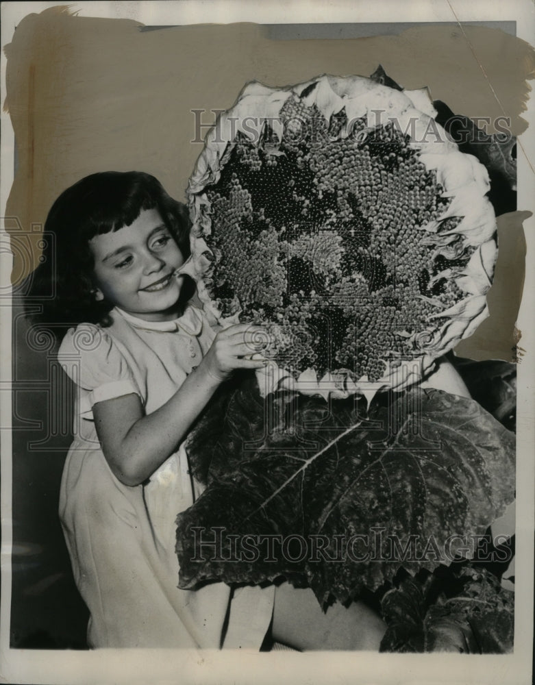 Load image into Gallery viewer, 1948 Press Photo Giant Sunflower &amp; Judy Simon in Westmont, Illinois - neo07946
