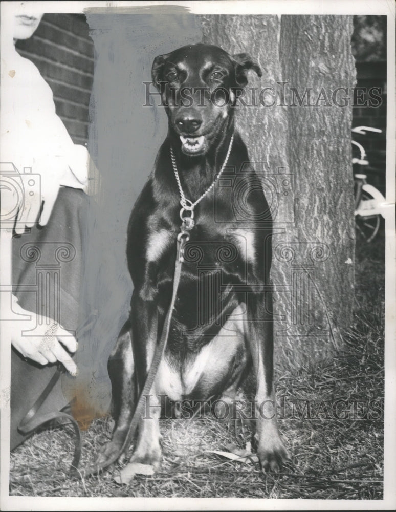 1956 Press Photo Doberman Dog "Lady" of Animal Protective League, Cleveland