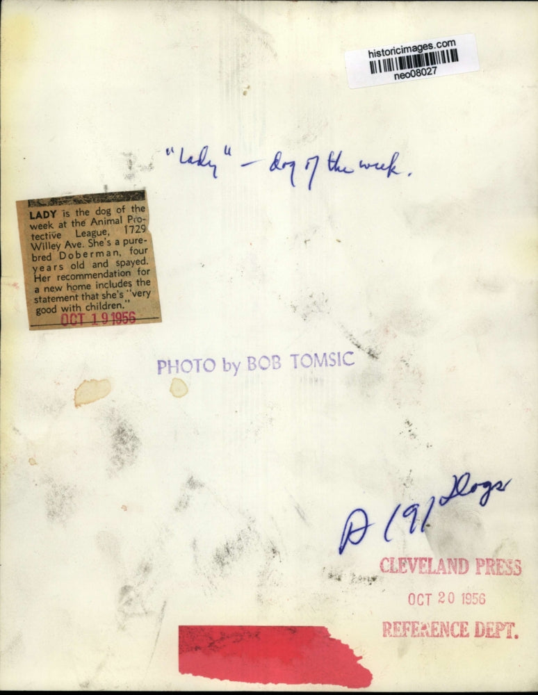 1956 Press Photo Doberman Dog "Lady" of Animal Protective League, Cleveland