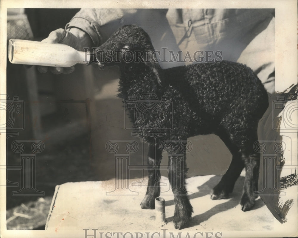 1948 Press Photo Karakul Lamb - neo08302