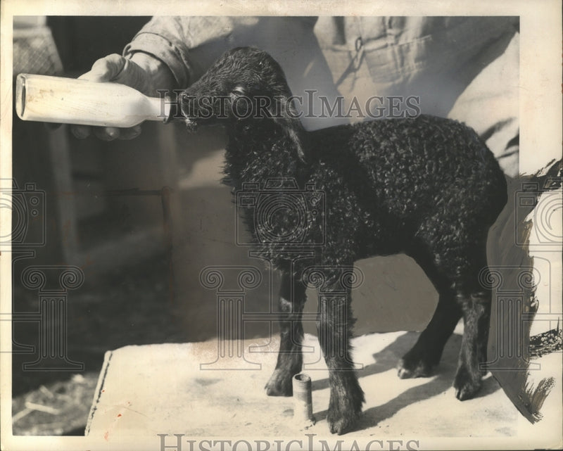 Load image into Gallery viewer, 1948 Press Photo Karakul Lamb - neo08302
