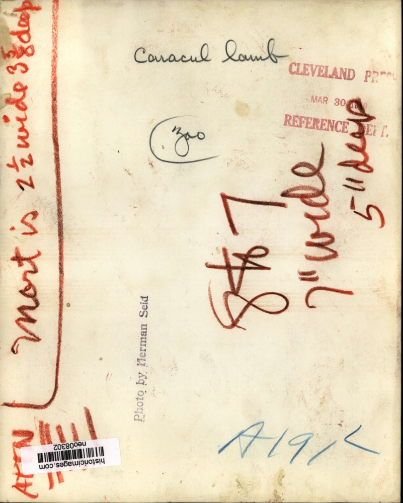 1948 Press Photo Karakul Lamb - neo08302