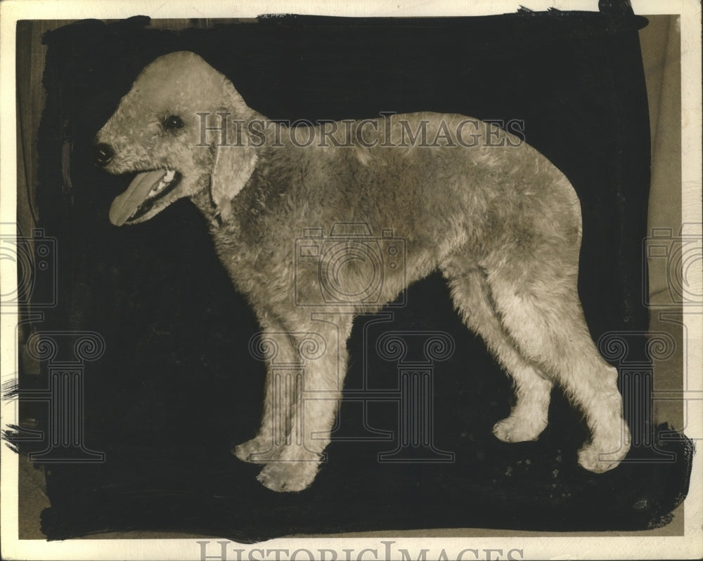 1943 Press Photo Bedlington Terrier Dog - neo08303
