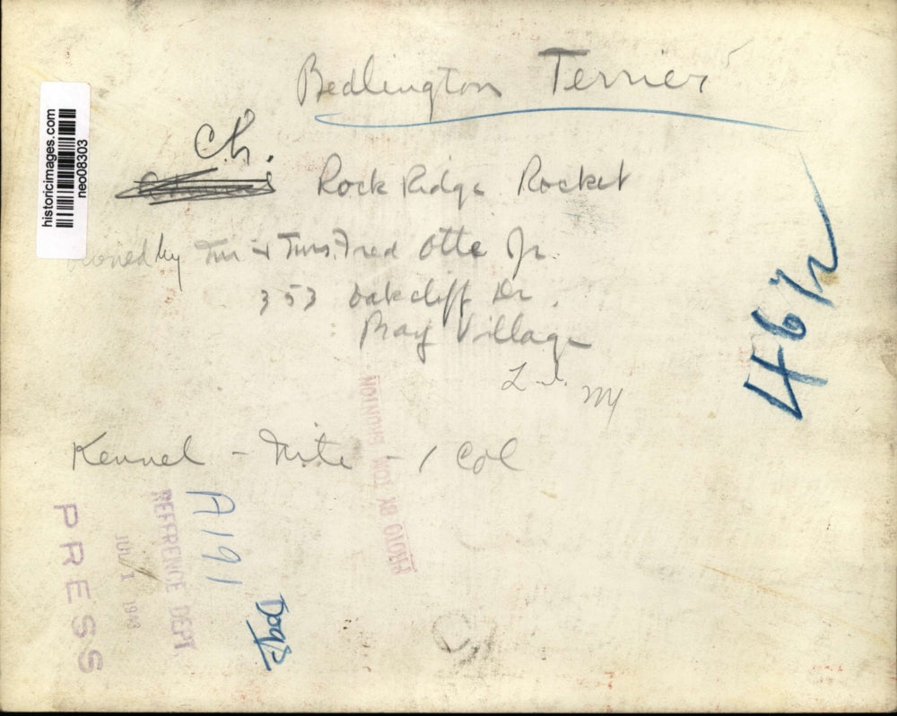 1943 Press Photo Bedlington Terrier Dog - neo08303