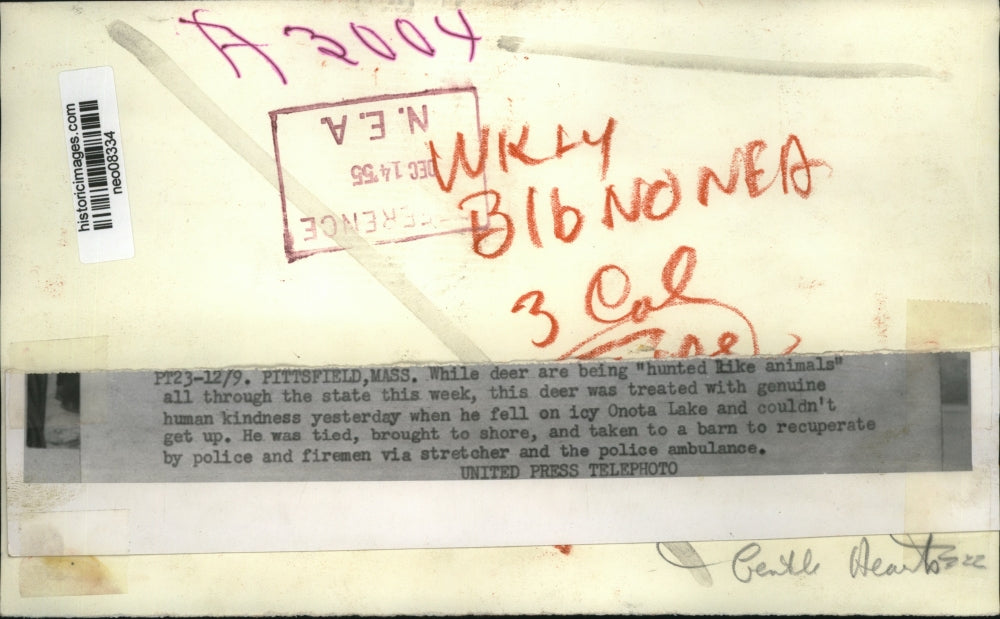 1955 Press Photo Deer fell into icy Onota Lake and recuperated with Police