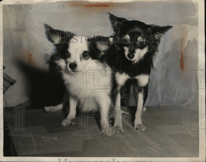 Load image into Gallery viewer, 1953 Press Photo chihuahuas Shroyer's Palacio &amp; Claire De Luna La America
