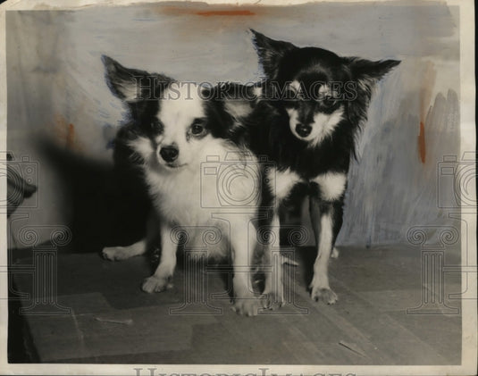 1953 Press Photo chihuahuas Shroyer's Palacio & Claire De Luna La America