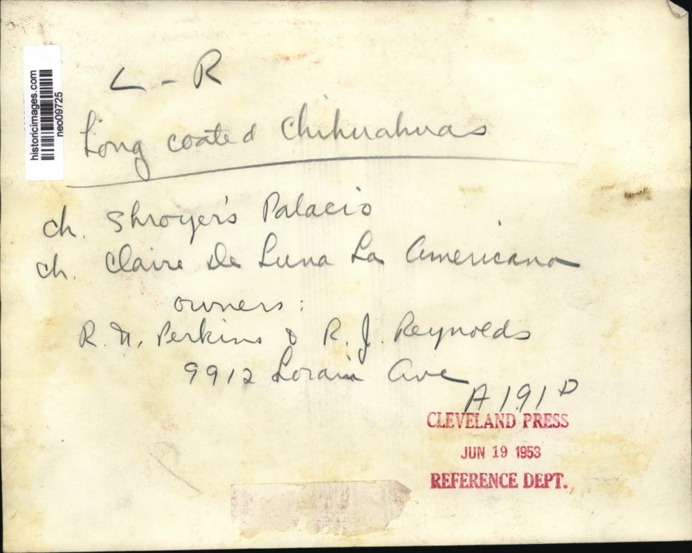 1953 Press Photo chihuahuas Shroyer's Palacio & Claire De Luna La America
