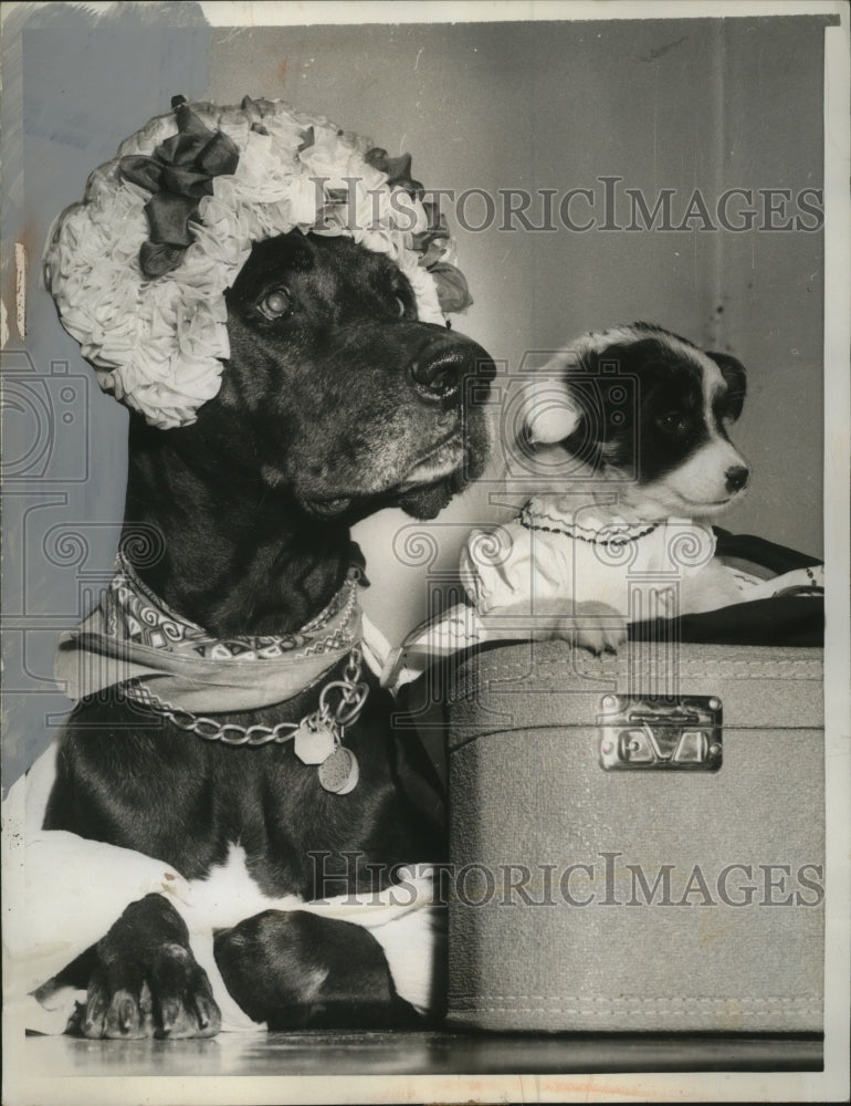1958 Press Photo Jett and Kitchy Koo of SPCA Shelter looking for homes