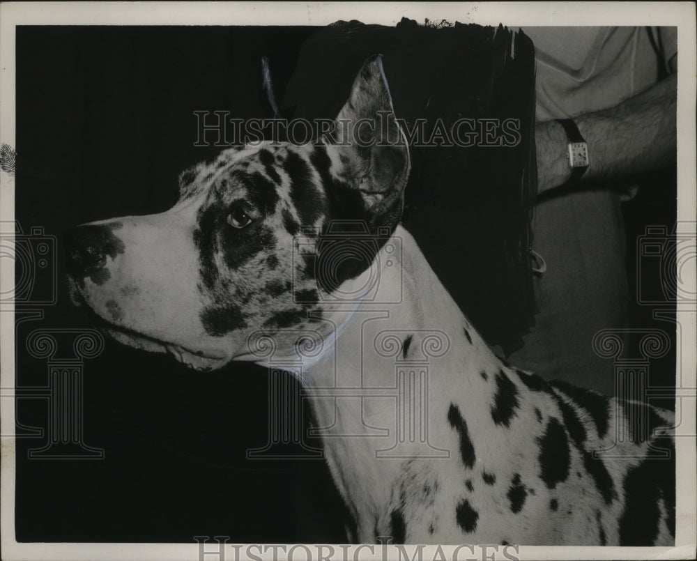 1947 Press Photo Great Dane Samson of Graycliff at a Cleveland show - neo10955