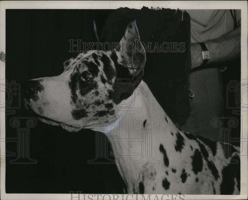 Load image into Gallery viewer, 1947 Press Photo Great Dane Samson of Graycliff at a Cleveland show - neo10955
