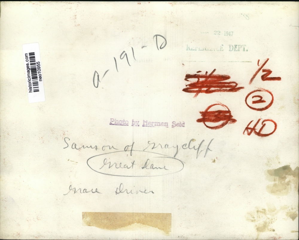 1947 Press Photo Great Dane Samson of Graycliff at a Cleveland show - neo10955