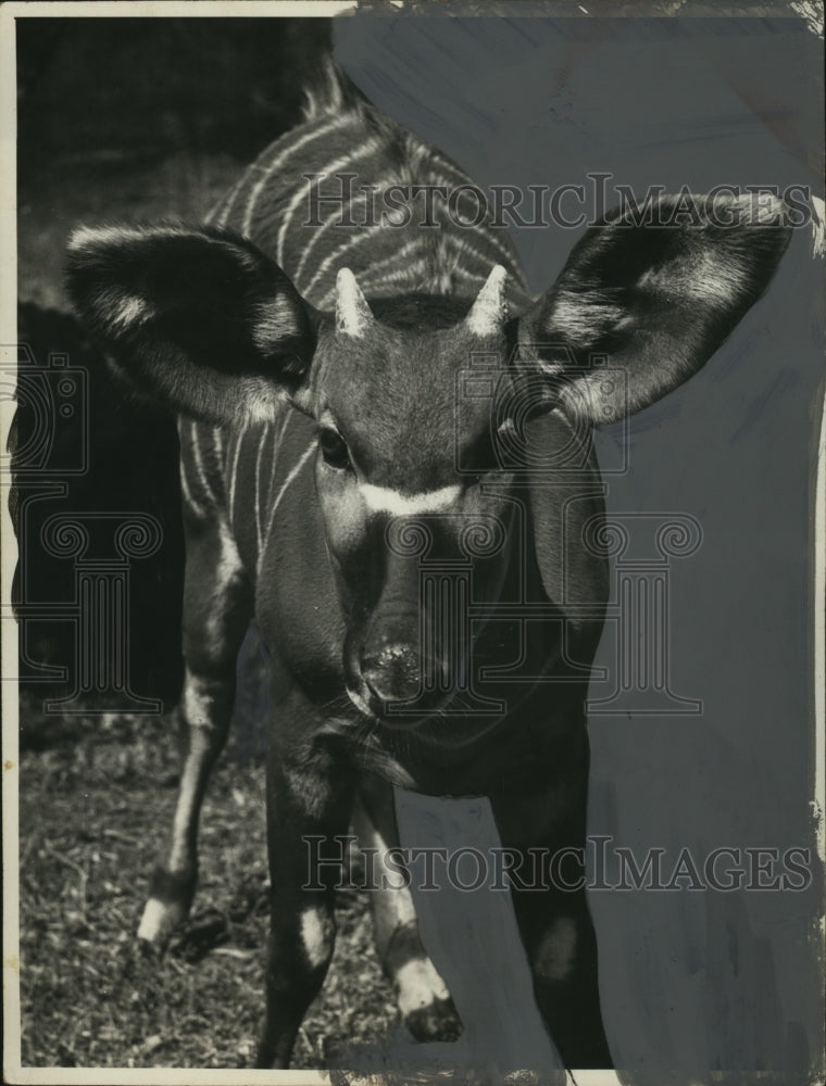 Load image into Gallery viewer, 1959 Press Photo Bongo Antelope "Karen" of Cleveland Zoological Park - neo11338
