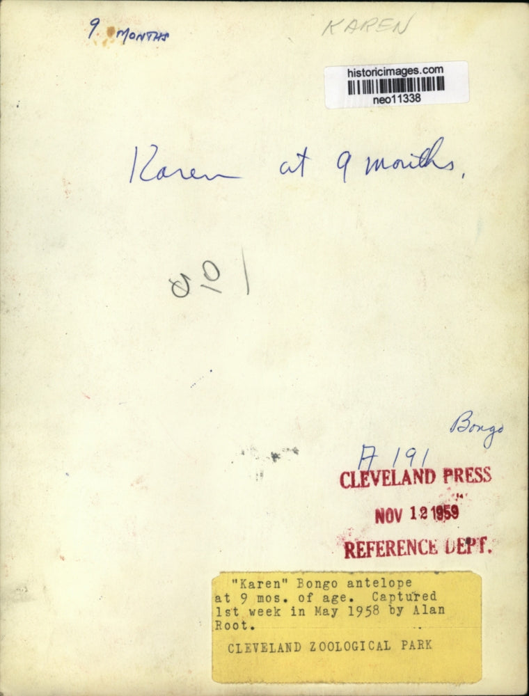 1959 Press Photo Bongo Antelope "Karen" of Cleveland Zoological Park - neo11338