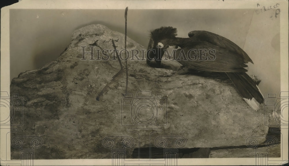 1918 Press Photo Horn Bill Bird - neo12056